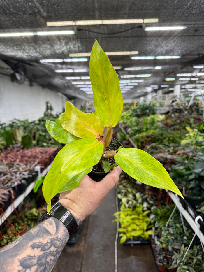 Philodendron 'Orange Marmalade'