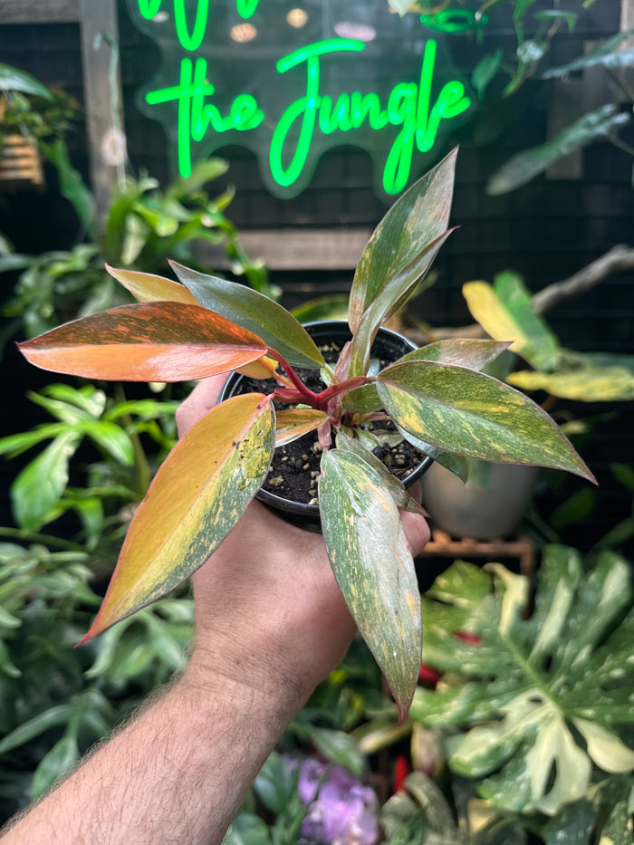 Philodendron 'Orange Princess'