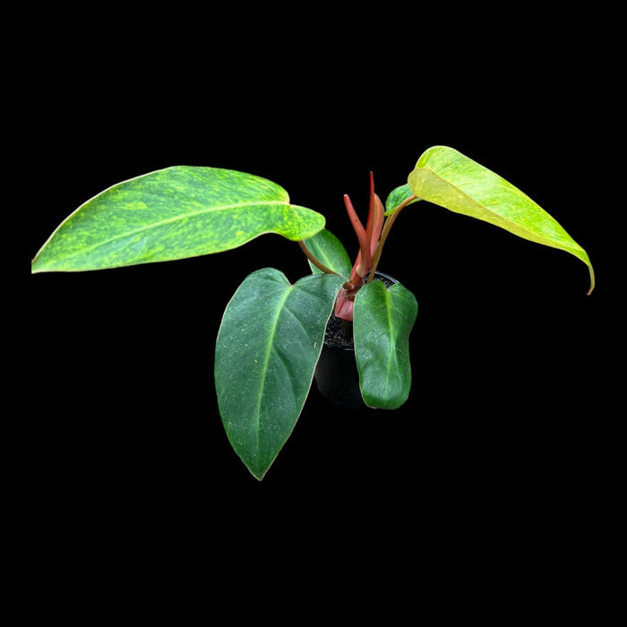 Philodendron Painted Lady