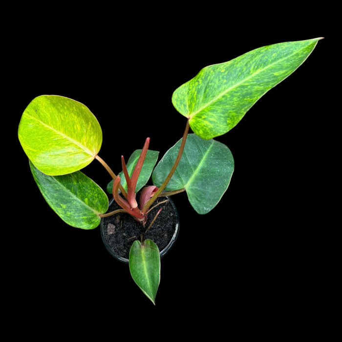 Philodendron Painted Lady