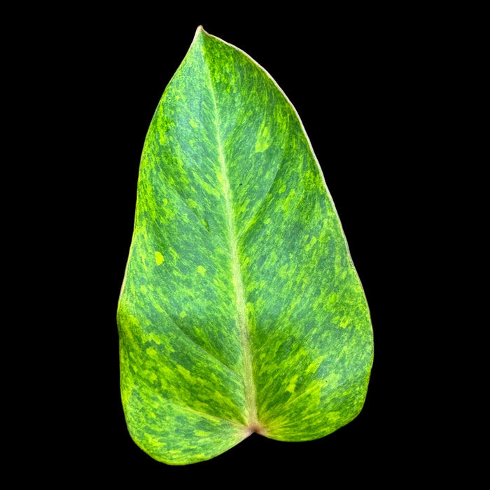 Philodendron Painted Lady