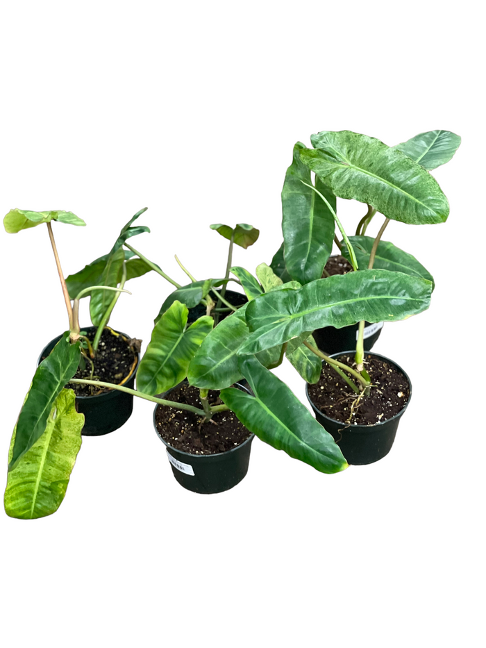 Philodendron Paraiso Verde