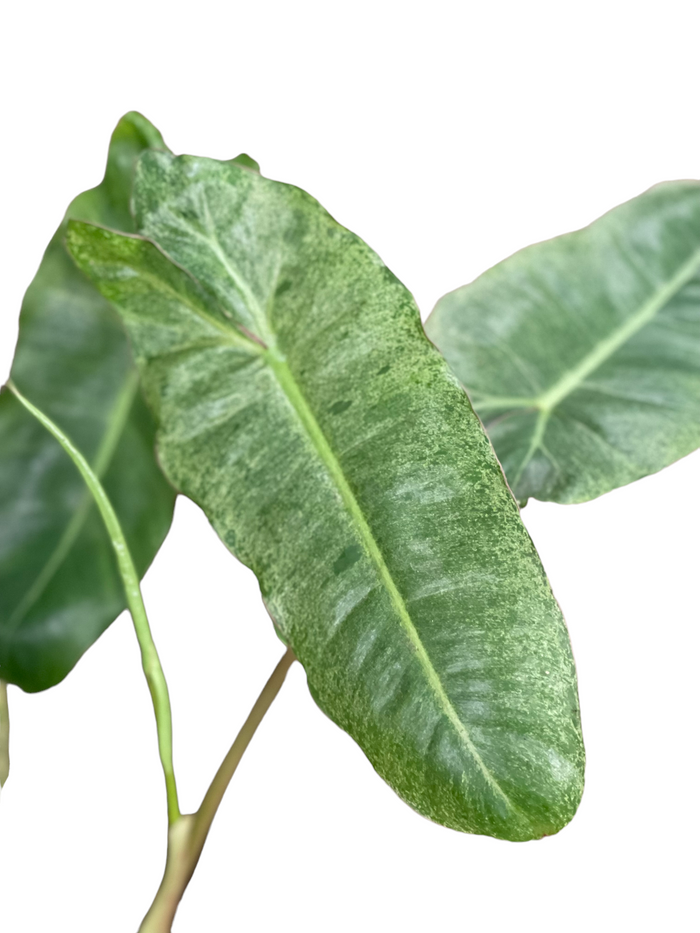 Philodendron Paraiso Verde