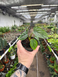 Philodendron pastazanum 'Silver'