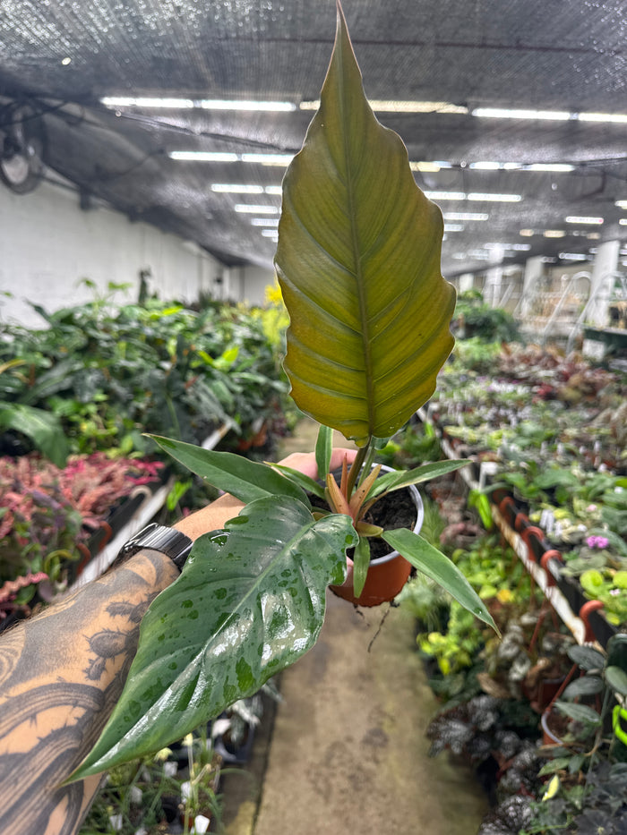 Philodendron Pluto