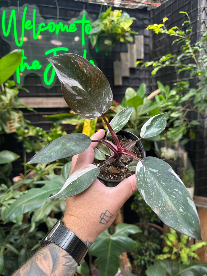 Philodendron Red Anderson Variegata