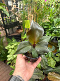 Philodendron Red Heart
