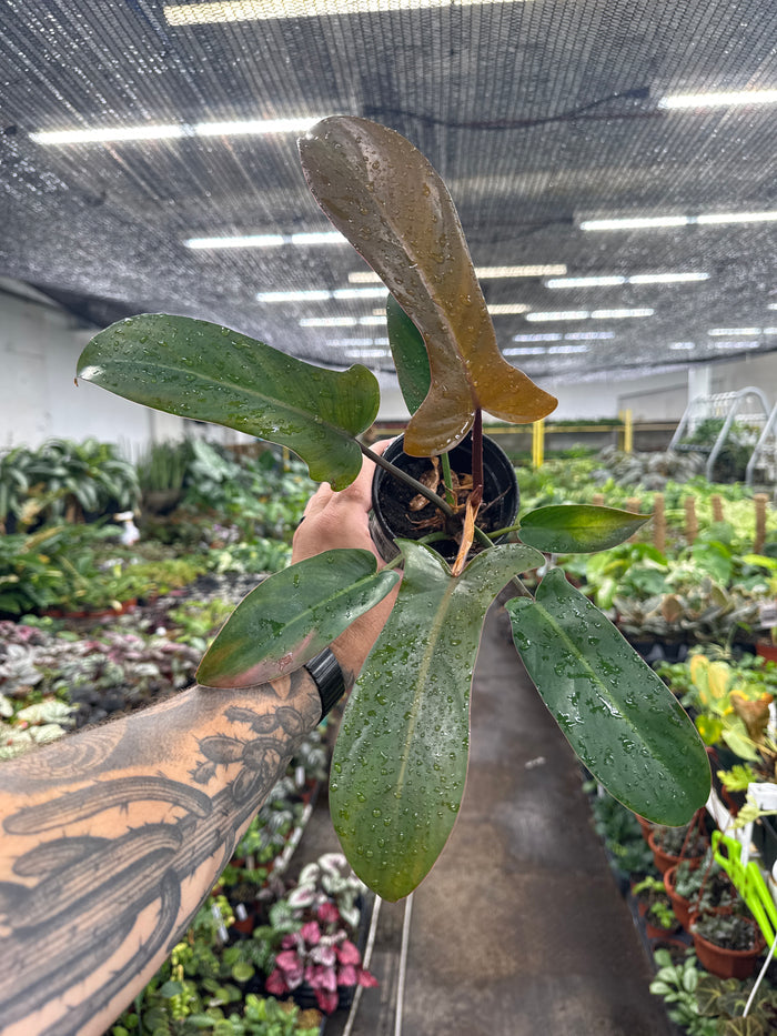 Philodendron 'Sayaka'