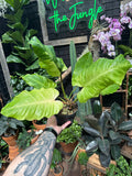 Philodendron 'Snowdrift'