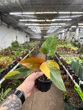 Philodendron Strawberry Shake