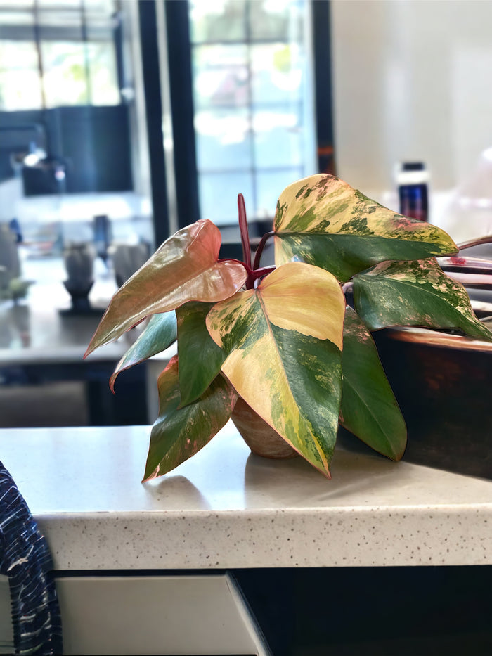 Philodendron Strawberry Shake