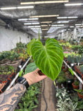 Philodendron Verrucosum