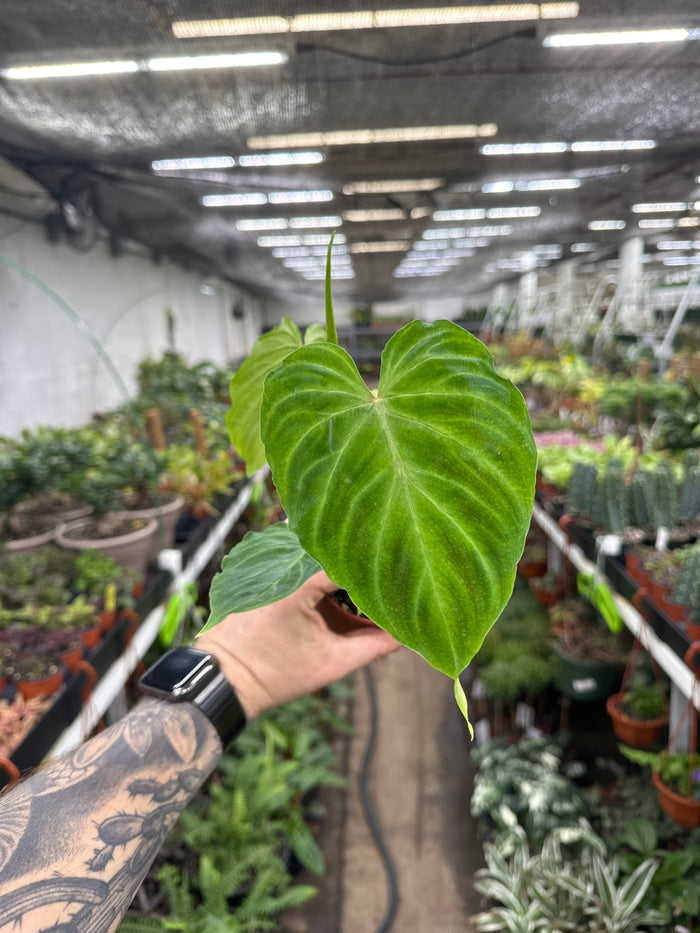 Philodendron Verrucosum