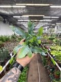 Phlebodium aureum 'Blue Star Fern'
