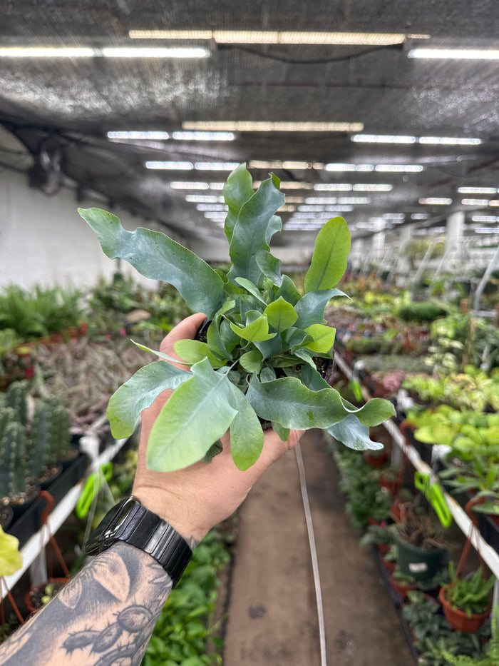 Phlebodium aureum 'Blue Star Fern'