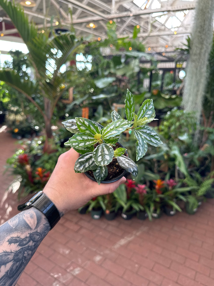 Pilea Cadierei "Aluminum"