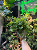 Pilea 'Creeping Charlie'