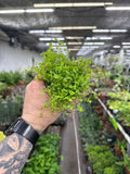 Pilea Depressa (Baby Tears)