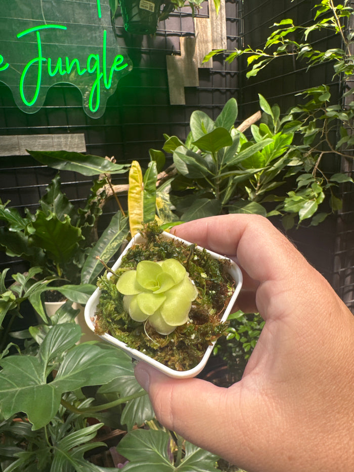 Pinguicula agnata 'El Lobo' X 'Huahuapan'