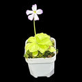 Pinguicula gigantea alba X 'Huahuapan'