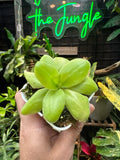 Pinguicula gigantea alba x 'Huahuapan'