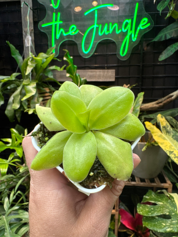Pinguicula gigantea alba x 'Huahuapan'