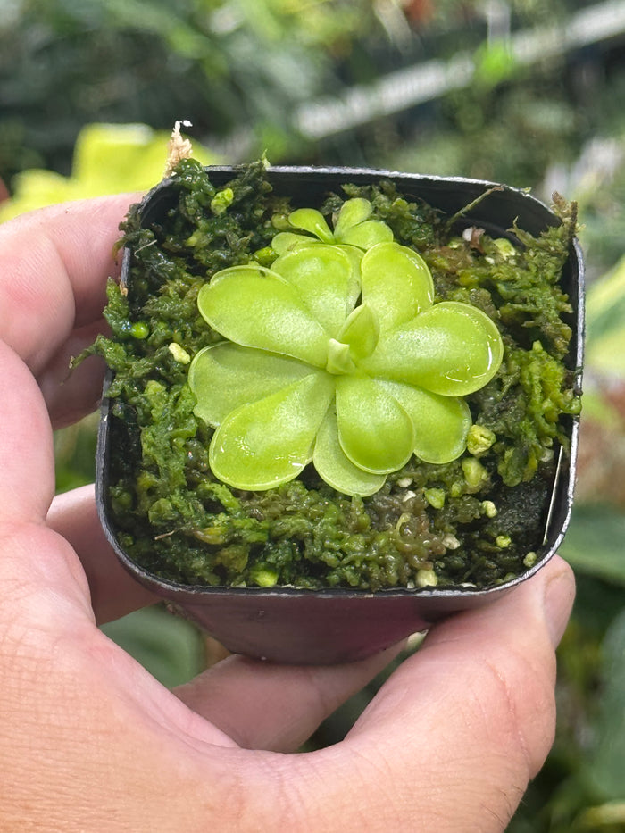 Pinguicula hemiepiphytica X cyclosecta
