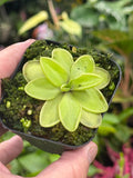 Pinguicula moranensis var. alba X laueana