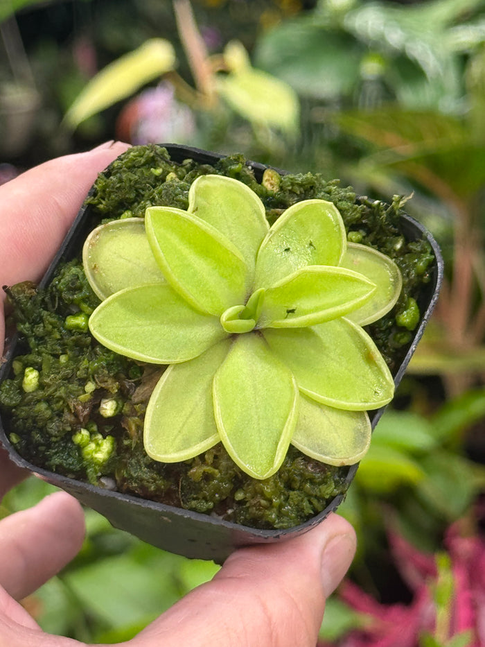 Pinguicula moranensis var. alba X laueana