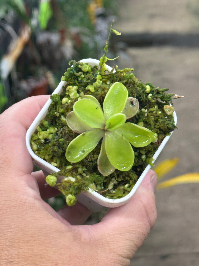 Pinguicula 'Riva'
