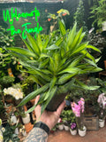 Pleomele 'Song of Jamiaca'