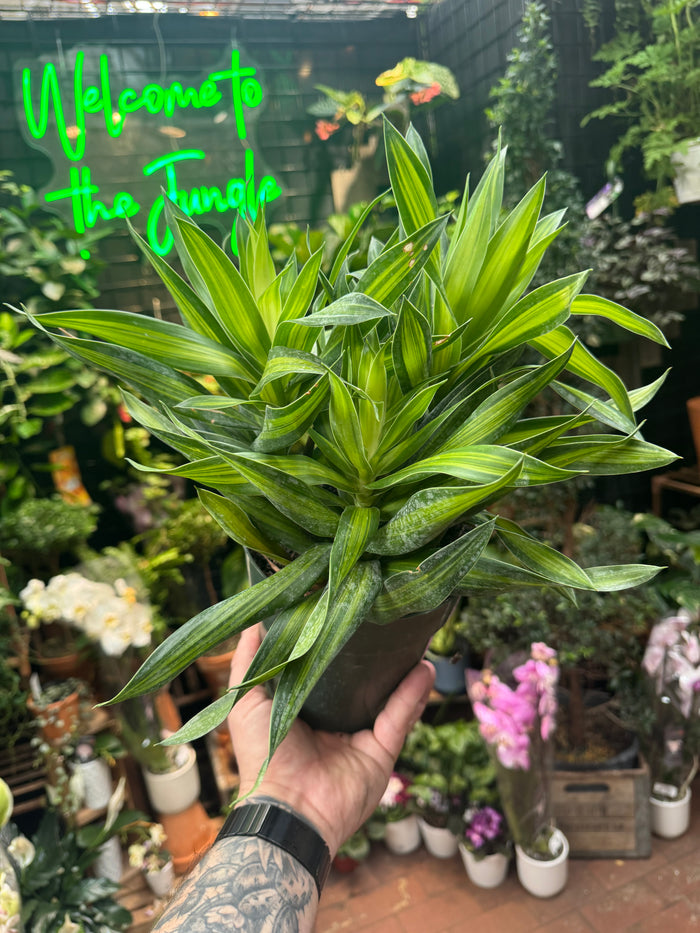 Pleomele 'Song of Jamiaca'