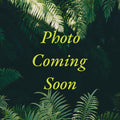 Plerandra elegantissima (False Aralia)