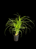 Ponytail Palm 'Guatemalan Stump'