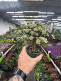 Portulacaria afra variegata