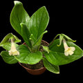 Primulina ‘Aiko’
