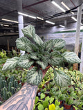 Primulina ‘Loki'