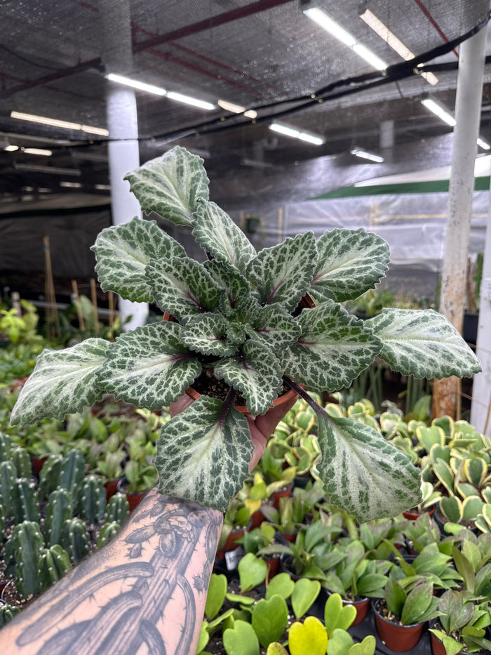Primulina ‘Loki'