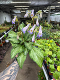 Primulina sinensis 'Silver'