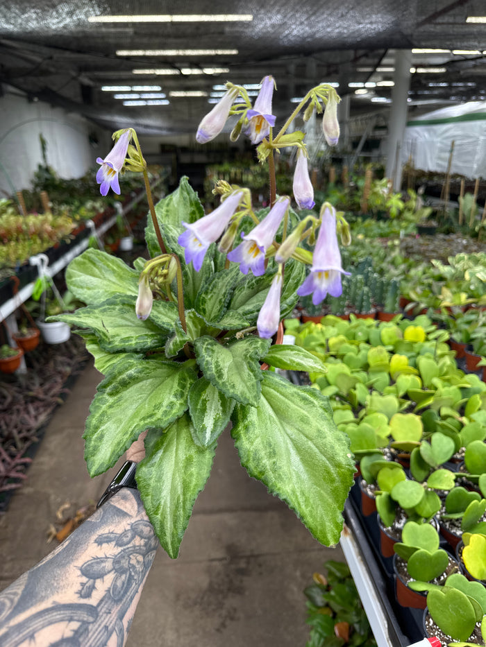Primulina sinensis 'Silver'