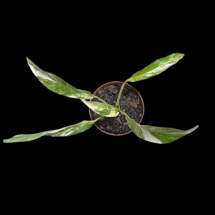 Rhaphidophora megasperma variegata