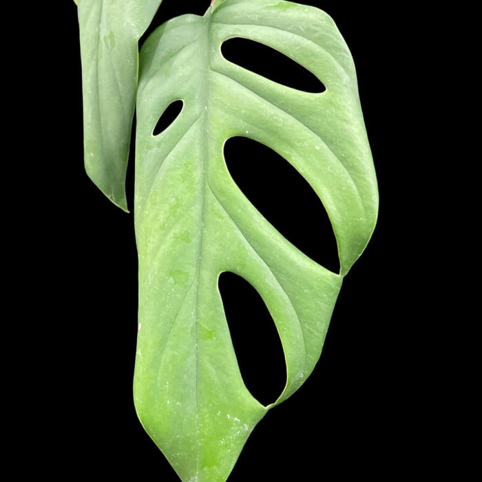 Rhaphidophora pertusa