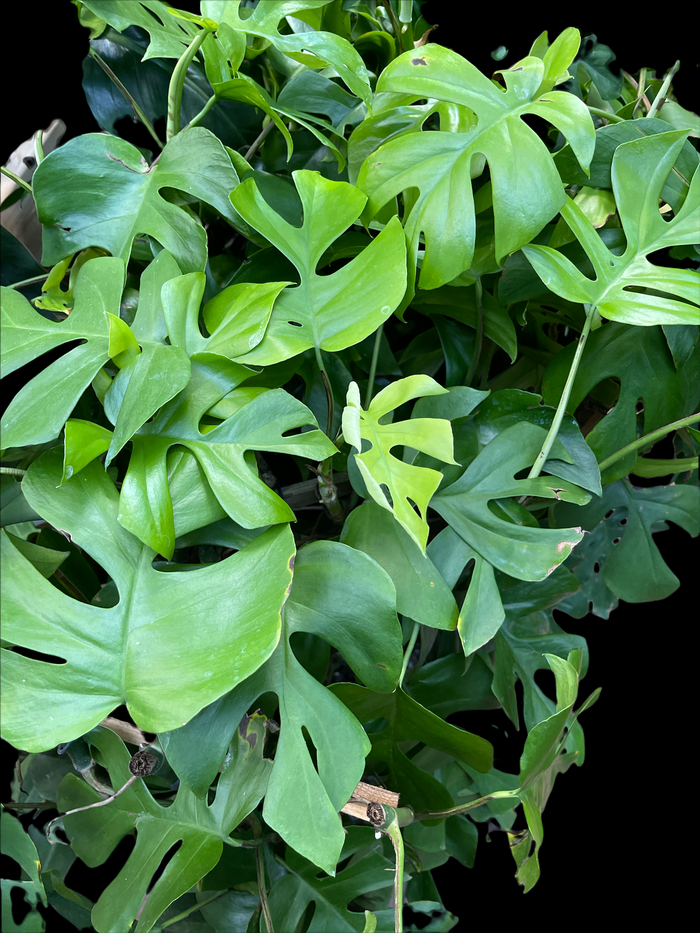Rhaphidophora Tetrasperma