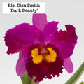 Rhyncholaeliocattleya (Rlc.) Dick Smith 'Dark Beauty'