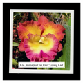 Rhyncholaeliocattleya (Rlc.) Shinaphat on Fire 'Young Lad'