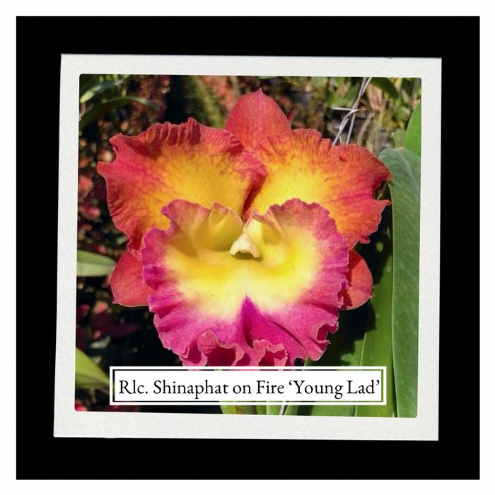 Rhyncholaeliocattleya (Rlc.) Shinaphat on Fire 'Young Lad'