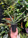 Sansevieria Boncelensis
