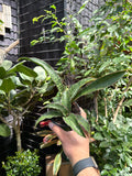 Sansevieria Cleopatra