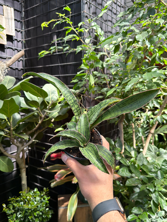 Sansevieria Cleopatra