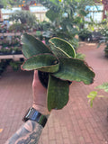 Sansevieria 'Dragon Wing'